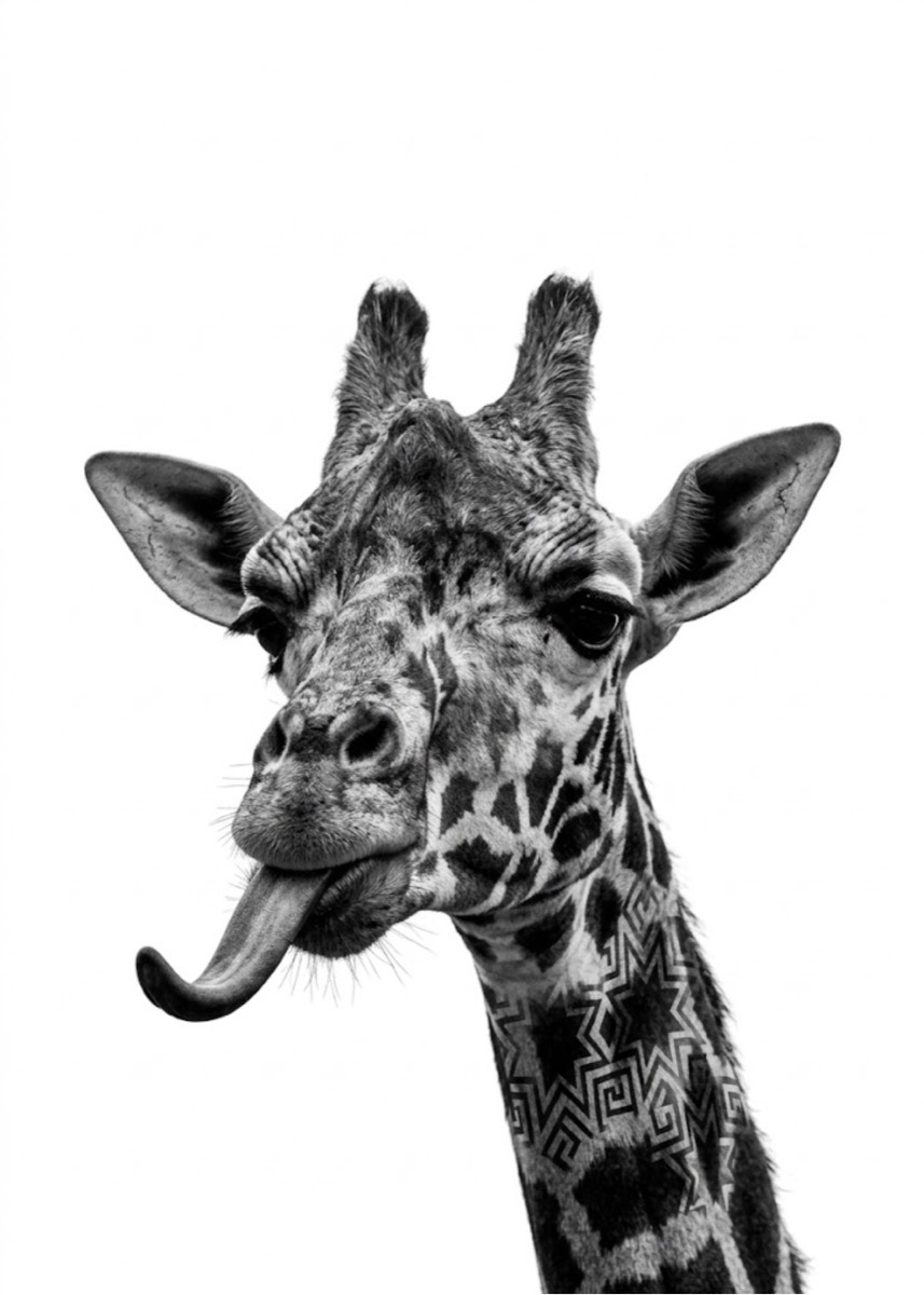 Giraff med tungan ute, svartvitt fotografi mot vit botten